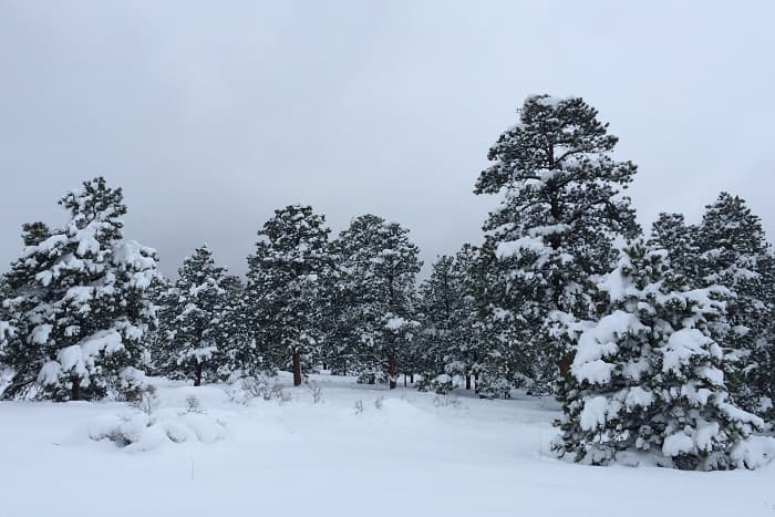 Snowytree LLC image 1